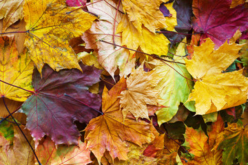 Autumn background, Bright yellow autumn leaves on the ground.