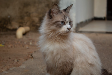 Ragdoll cat