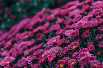 Sea of Chrysanthemums. Picturesque colorful art image.