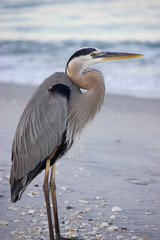 great blue heron on beach