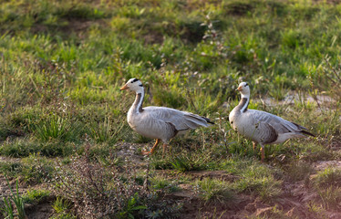Bar Headed Geese  seen at  Chambal River,Rajasthan,India