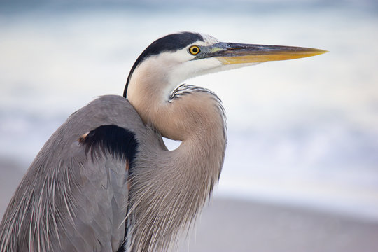 great blue heron close-up on beach