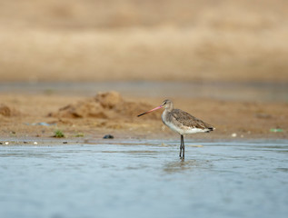 Black-tail Godwit seen at  Chambal River,Rajasthan,India