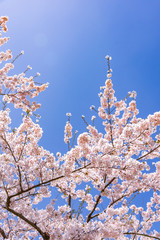 宮城県北部の加護坊山　桜満開
