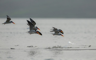 Indian Skimmers Landing in Chambal River,Rajasthan,India