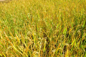 Mature harvest of golden rice thailand