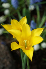 2 Yellow Daffodils