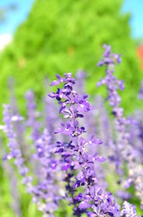 Obraz premium Beautiful purple flowers 
