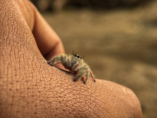 A Cute Spider On the Hand 