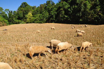 Sheep in the rice field thailand