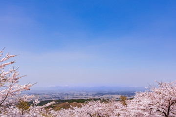 宮城県北部の加護坊山　桜満開