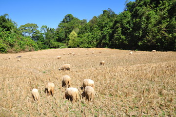Sheep in the rice field thailand