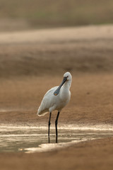Eurasian Spoonbill seen at  Chambal River,Rajasthan,India