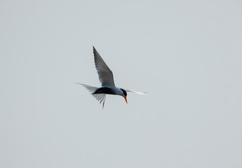 Black-bellied Tern seen at  Chambal River,Rajasthan,India