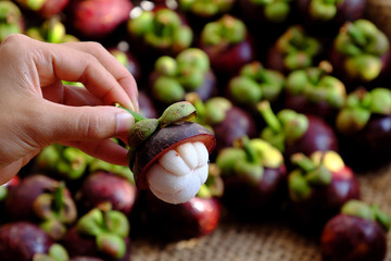 woman hand hold Mangosteen cut in half o Mangostana Garcinia background