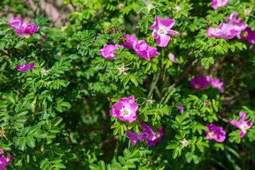Obraz premium Green rosehip bush with blossoming red flowers.
