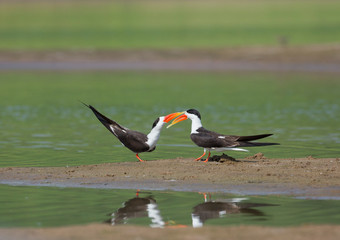 Indian Skimmers courtship seen at  Chambal River,Rajasthan,India