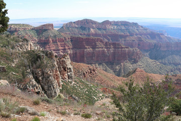 Vegetation on the Rim of the Grand Canyon