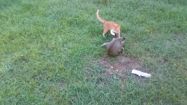 Two kittens, brown and gray stripes, jump and tease happily on the green lawn.