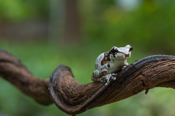 MIlk frog in their enviroment