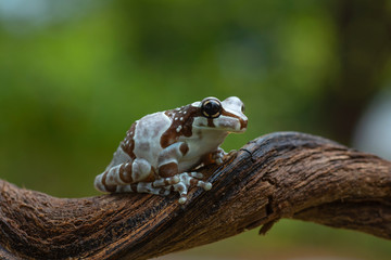 MIlk frog in their enviroment
