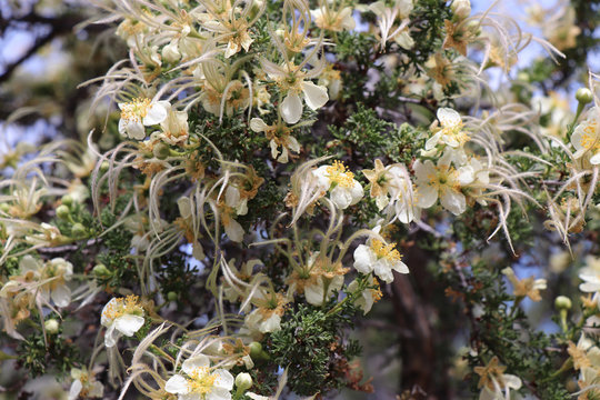 Grand Canyon Cliff Rose in Summer