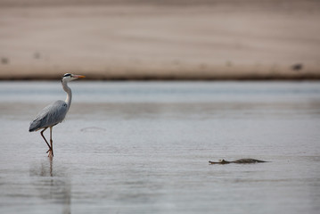 Indian Grey Heron seen at  Chambal River,Rajasthan,India