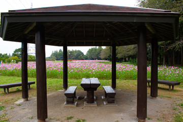 公園のテーブルとイスが置いてある休憩所から見たコスモス畑