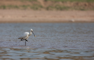 Eurasian Spoonbill on the banks of Chambal River,Rajasthan,India
