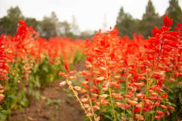 真っ赤なサルビア