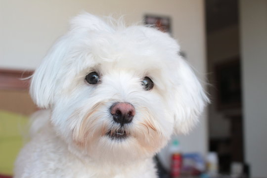 close up photo of white and cuddly Maltese dog