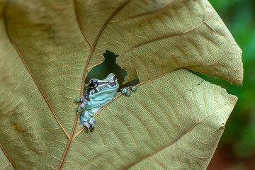 MIlk frog in their enviroment