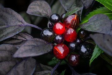 red berries on a branch