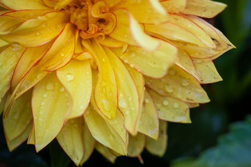 Fototapeta premium Water drops on a yellow flower