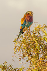 A lilac breasted roller on a thorny branch in Kenya