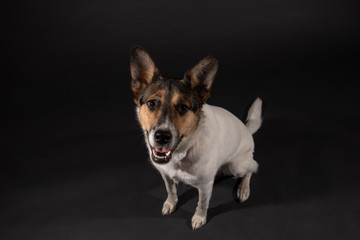 A white dog with a brown body on a dark background looking up at camera