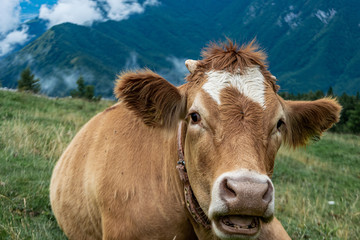 Obraz premium cow in field