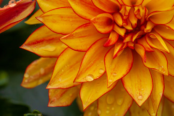 orange chrysanthemum flower