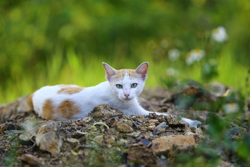 Cute female white orange cat