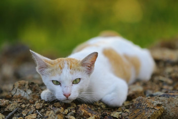 Naklejka na ściany i meble Cute female white orange cat