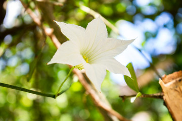 white flower nature closeup