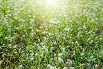 Obraz na płótnie Canvas flower grass plant sunlight bright