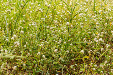 flower grass nature closeup