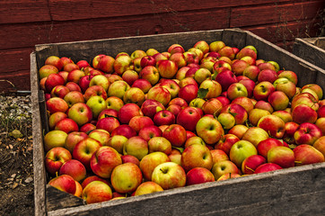 Large Box of Fresh-picked Apples