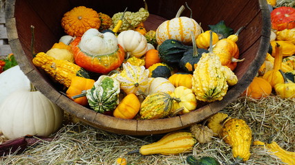 Beautiful Thanksgiving decoration concept. Decorative pumpkins and other vegetables with different...
