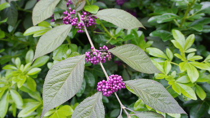 Callicarpa japonica or Japanese beautyberry branch with leaves and  large clusters purple berries close up.