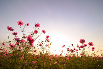 Obraz na płótnie Canvas 夕日に照らされるピンク色のコスモスの花