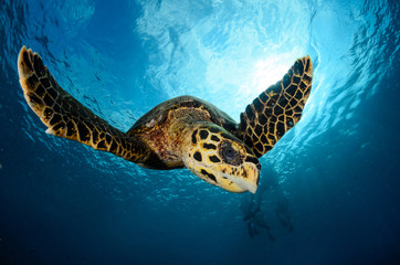 Hawksbill turtle