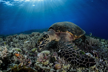 Obraz premium Hawksbill turtle