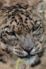 Fototapeta na wymiar Close up of a Snow Leopard (Panthera Uncia) in the Nabu reserve, Kyrgyzstan